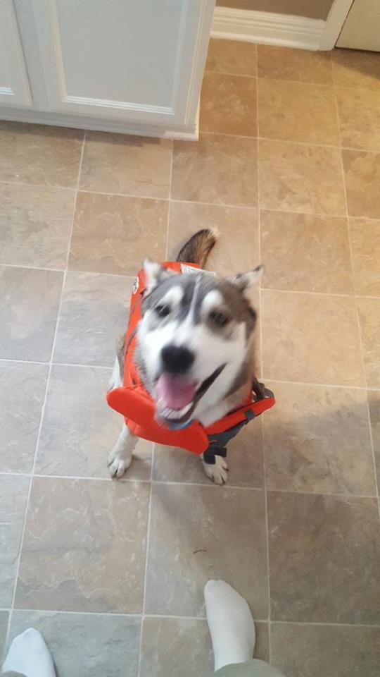 18952539_10154420481142273_7275846353191918068_n