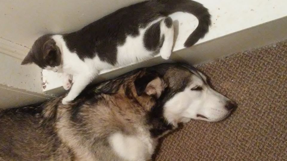 26169158_10154933199497273_805826783746302143_n