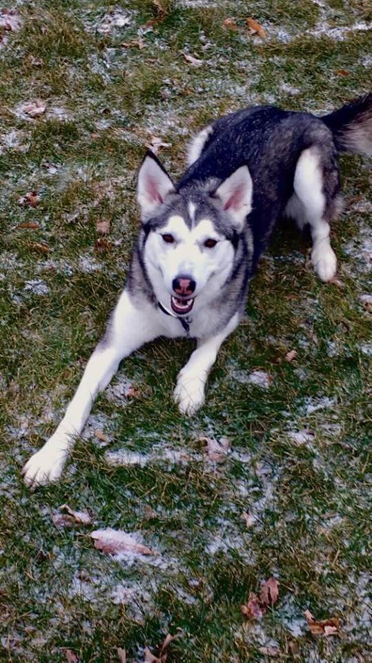 26733724_10154956564612273_1697423691861919371_n