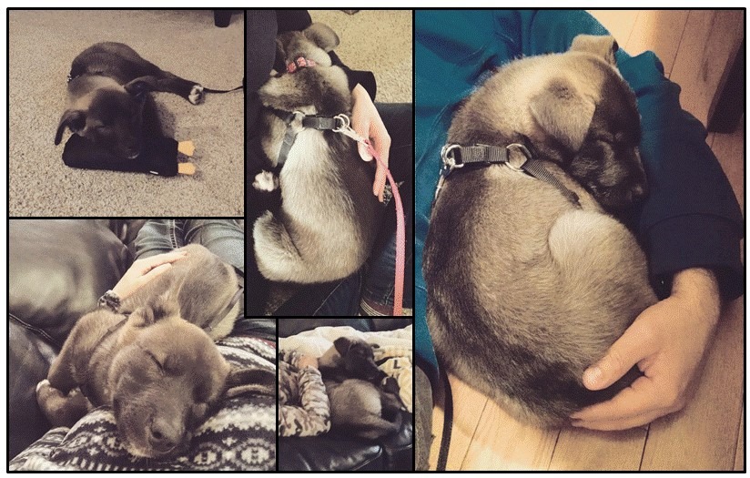 28379116_10155045109057273_755916058881915322_n