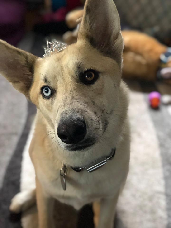 35282719_10155285933992273_7073230727516520448_n